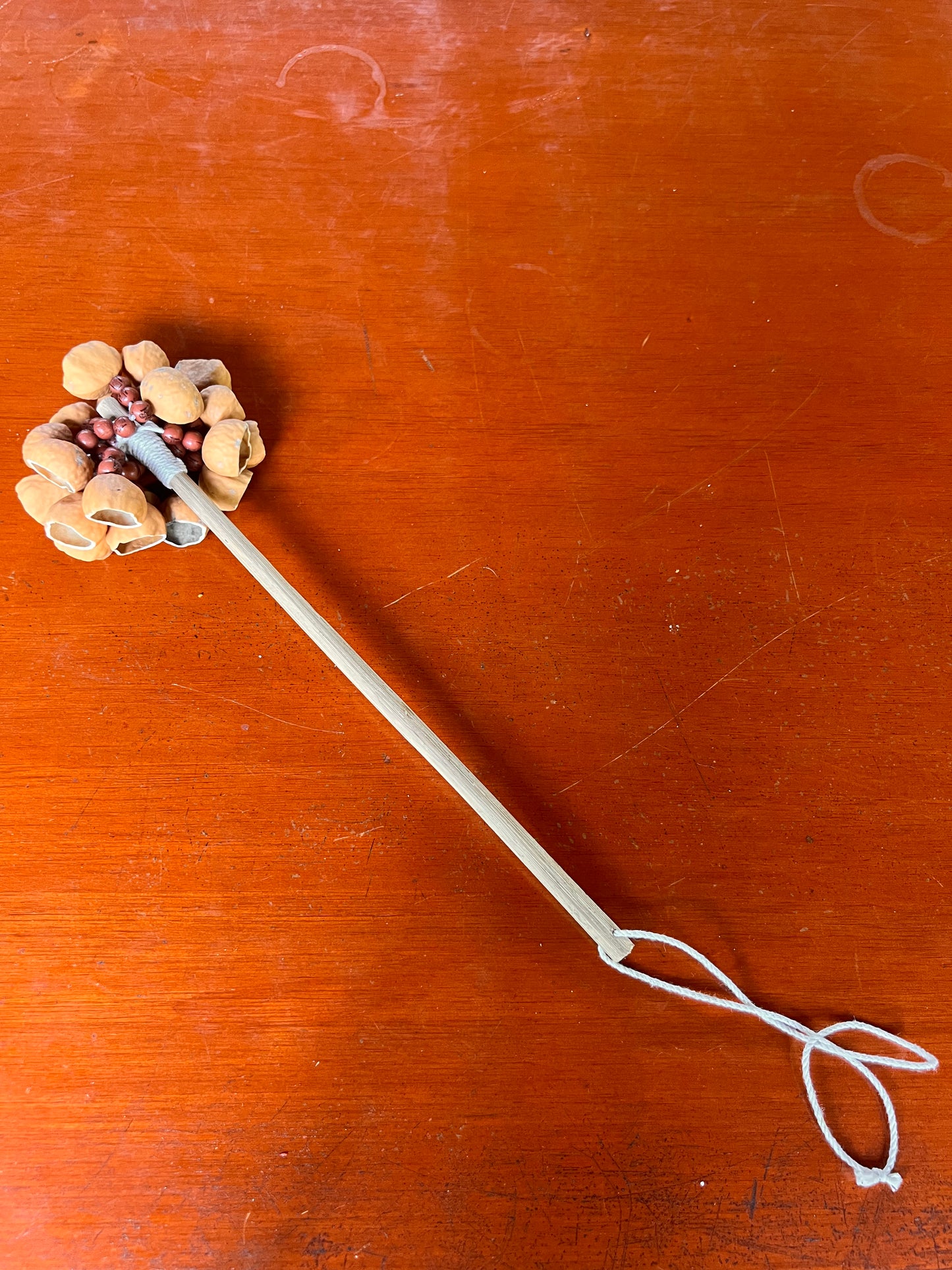 Jungle rattle cascabeles macho with seeds