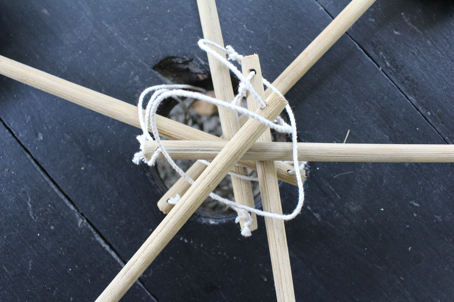 Jungle rattle cascabeles hembra