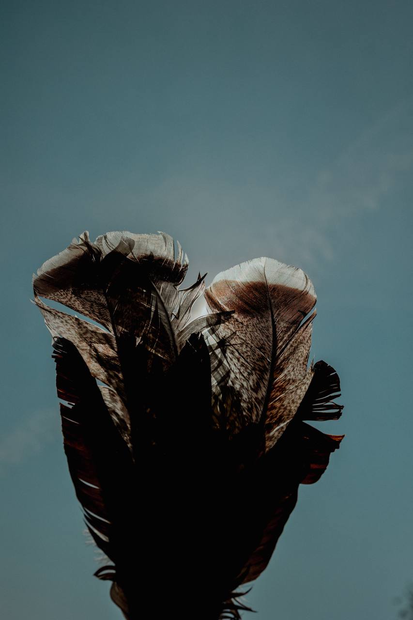 Feathers with rattle Cascabeles hembra