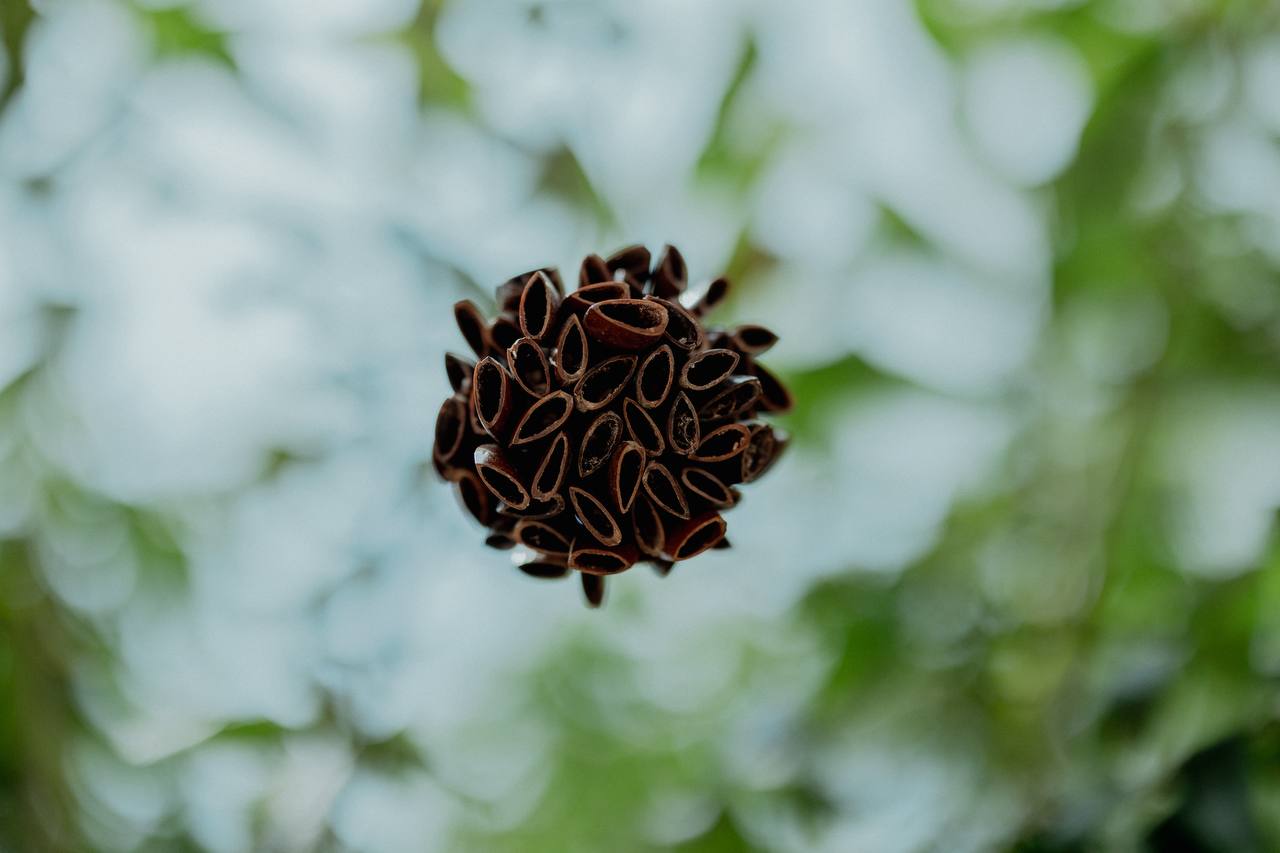 Rattle Cascabeles hembra