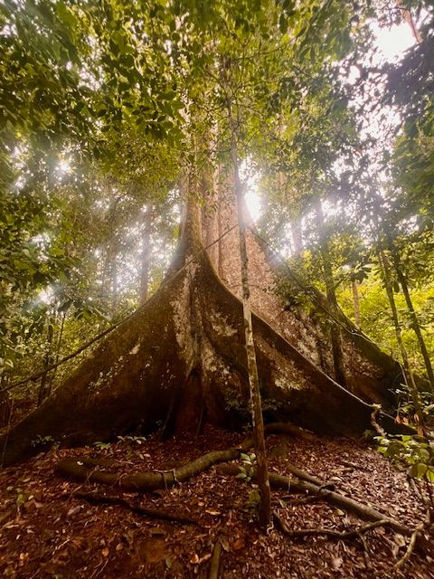 Cover_Plant_Medicine_Retreats_Europe_2026