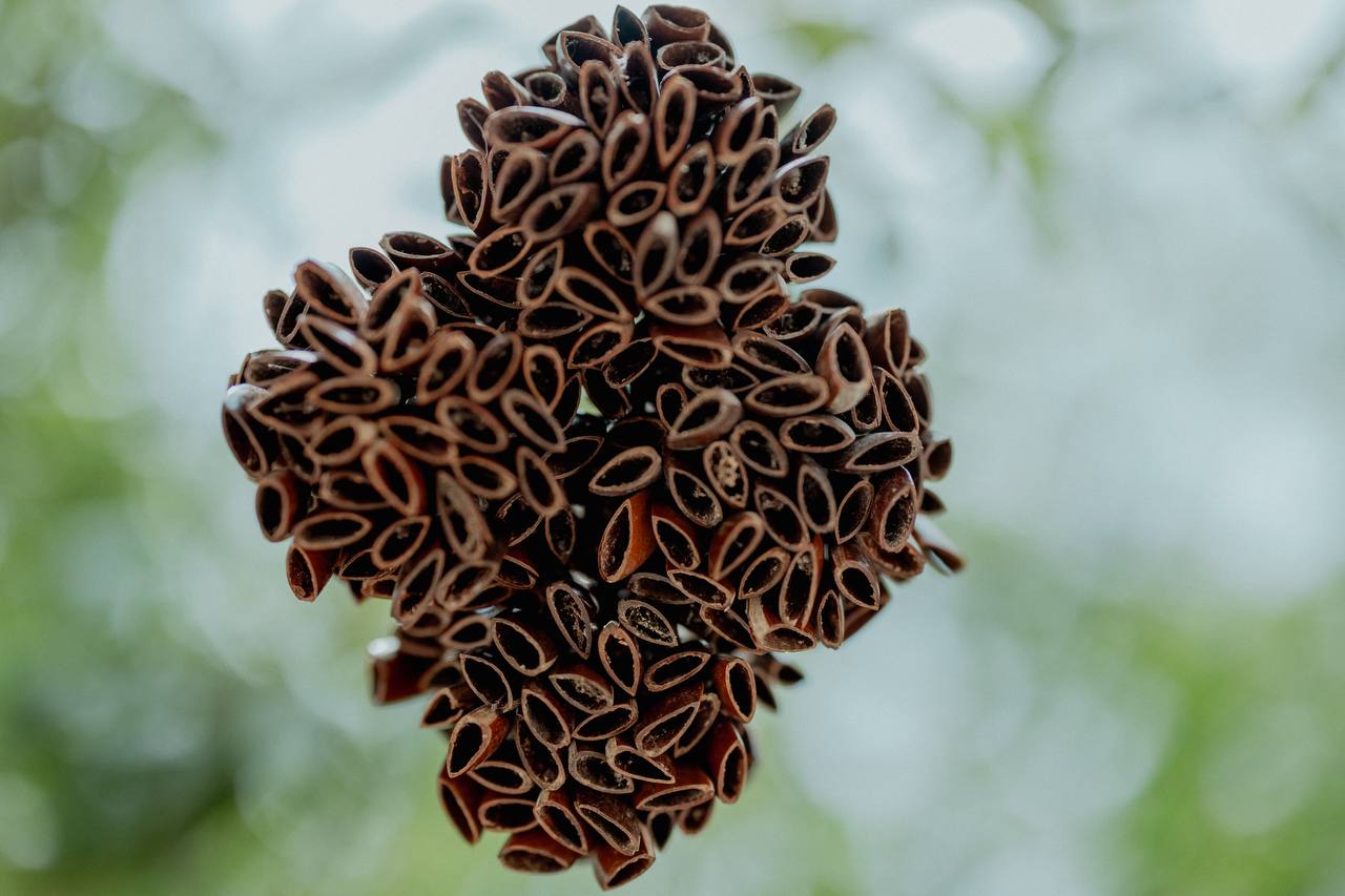 Rattle Cascabeles hembra